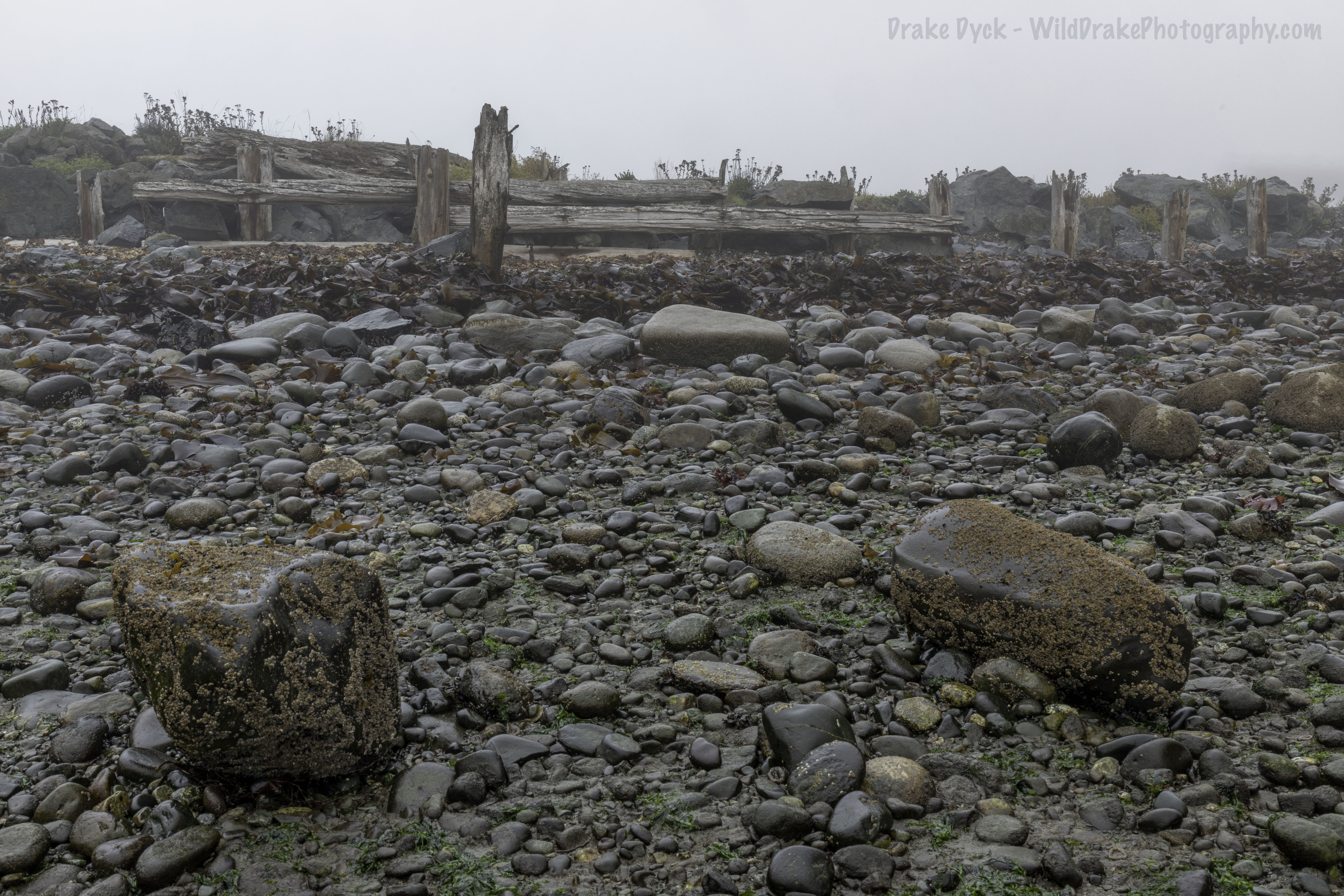 barnacle encrusted rocks and seaweed along the beach