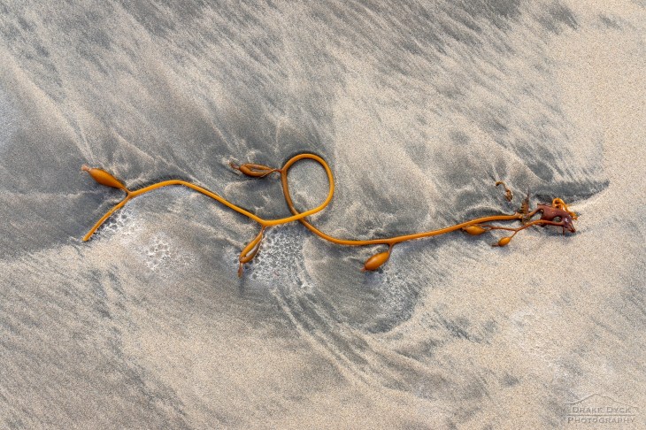 kelp looped on the sand